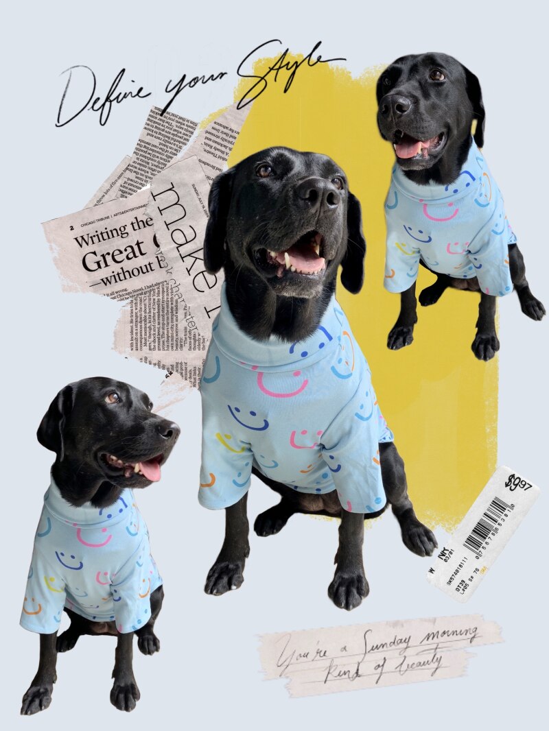 Pug Franse Bulldog Corgi Samojeed Husky Labrador Golden Retriever Bull Terrier Amerikaanse Bully Pitbull Hond Kleding Shirt Pyjama