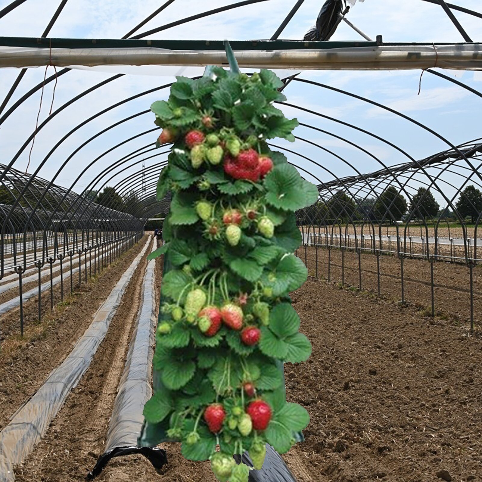 Flermundede voksepose jordbær tomat planteposer miljøvenlige genanvendelige haver balkoner blomsterurt hængende vækstpose