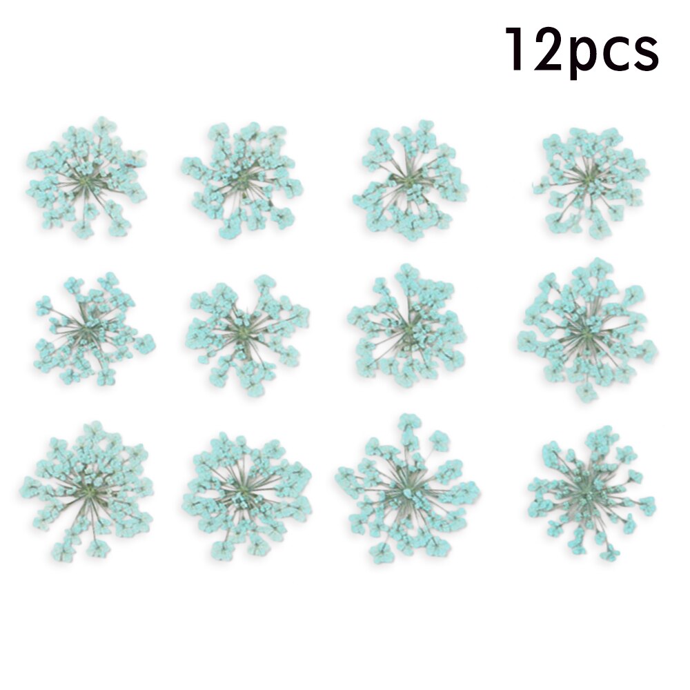 12/30Pcs Pressed Dried Ammi Majus Flower Dry Plants Necklace Jewelry Making Craft DIY Accessories Artificial Flower Decorations: 09
