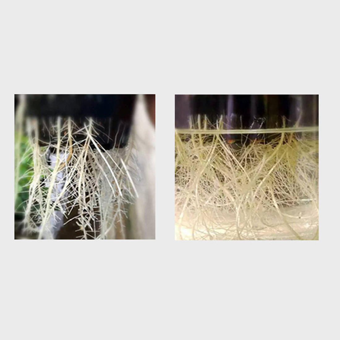 5 sztuk 10X10X9 cm siateczkowa doniczka netto puchar sadzenia kosz roślina hydroponiczna rosną narzędzia ogrodnicze-zielony biały czarny