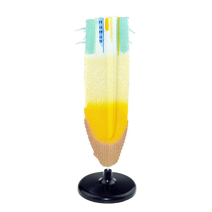 Plant Root System Anatomical Model Root Profile Models Cognize Root Structure Props Biologic Teaching Aids Supplies