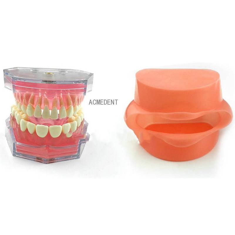 Dental Study Teaching Model Standard Model Removable Teeth Soft Gum Adult Typodont Model 3 Type