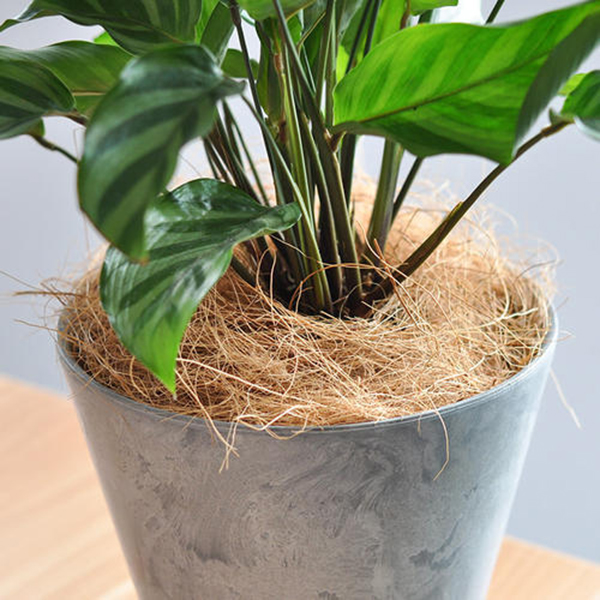 Newly Coconut Husk Fiber Orchids Crafts Pet Bedding Insect-proof Protect Plants Maintain Soil Temperature