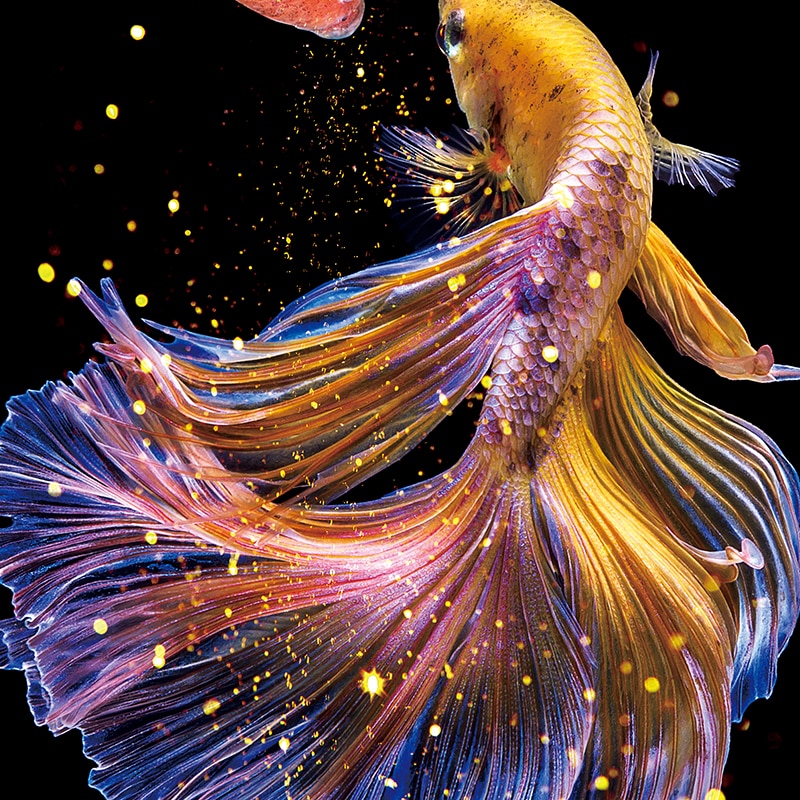 ricamo, FAI DA TE di Pesce Stampato principessa Pesce Rosso punto Croce, impostato per Il Ricamo Pieno di ricamo kit Koi Punto Croce Decoratio