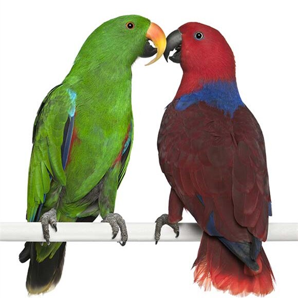 Gingerain Bird clothes Parrot clothes red scarf original hand-made custom bird clothes Hooded Sweater apis florea: Eclectus Parrot