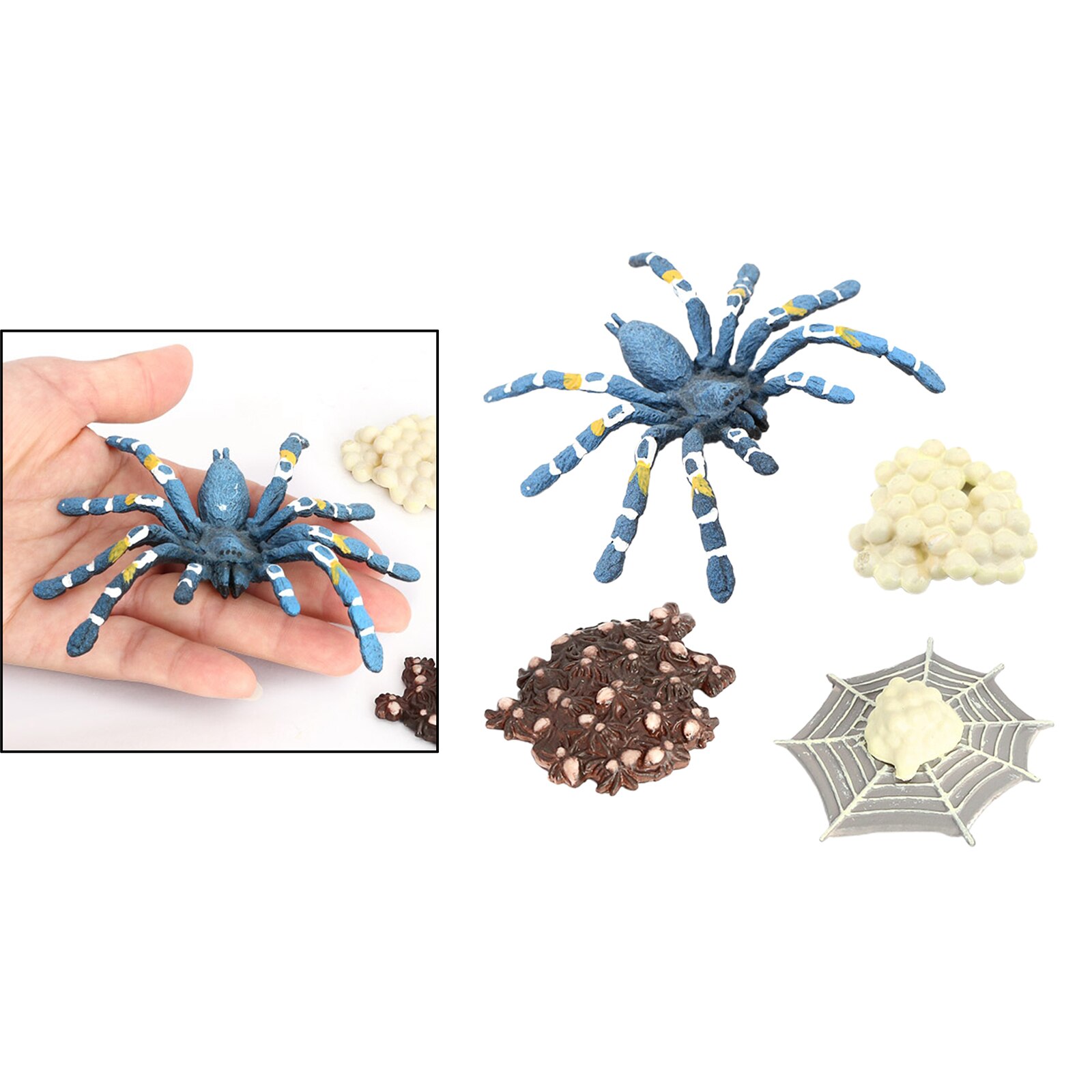 4 etapas del ciclo de la vida de un pájaro, comer, Araña, insectos, naturaleza, ciclo de vida, modelo de crecimiento, juego Prop, insecto, Animal, juguete Natural