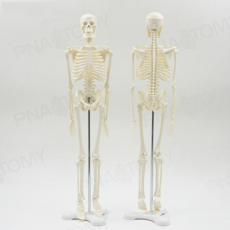 Skelet Standbeeld, Horrorfilm Tuinkabouter, Halloween Skelet Standbeeld Decoratieset Schattig Skelet Hars Interieur Decoratie kopen vanaf een prijs van 6.3