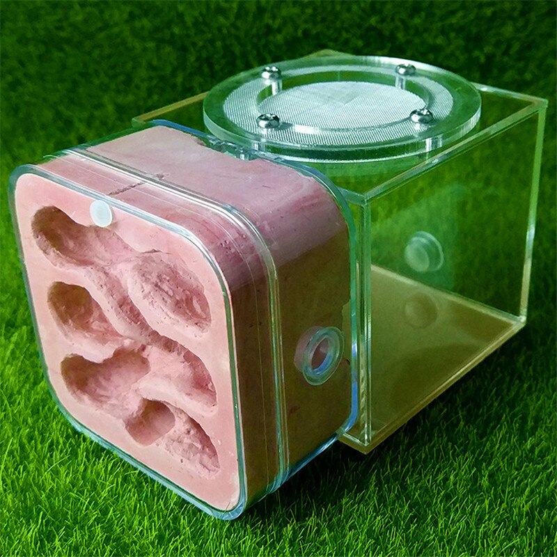 Myre transparent akryl combo med hybrid sand myre rede formicarium myre gård: Stil 3