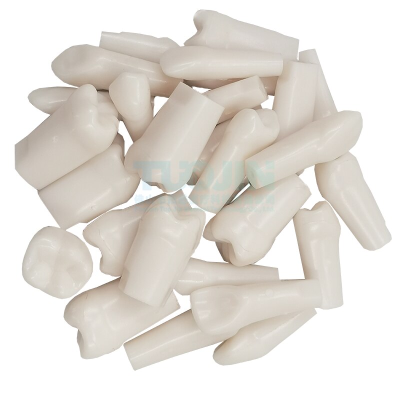 Dental Tooth Model Dental Model Oral Teaching Resin Teeth With 28 Removable Typodont Teeth Dentistry Material For Students: 28pcs teeth