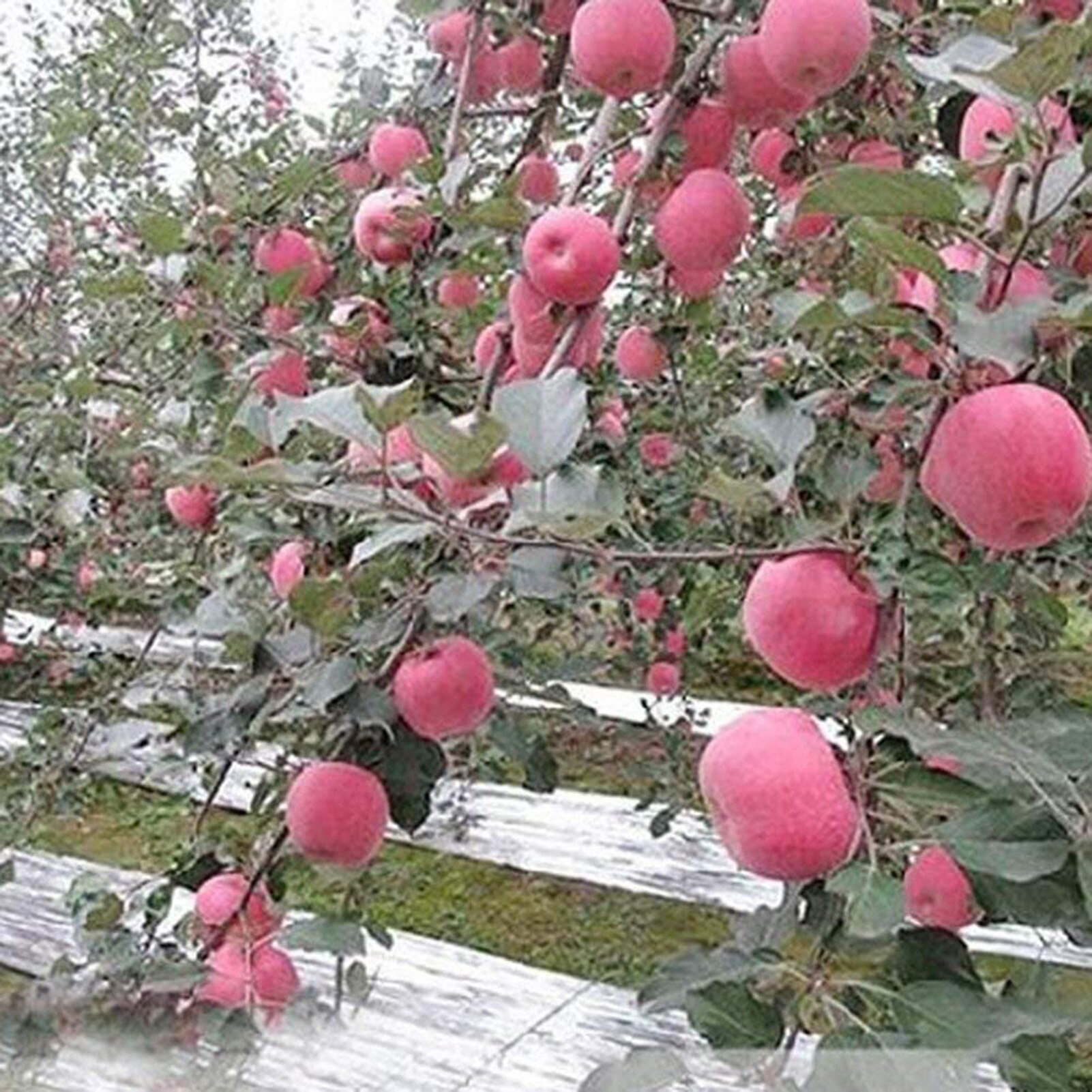 Garden Reflective Mylar Film Greenhouse Covering Foil Sheets High Reflectivity increase plant growth puncture-resistant