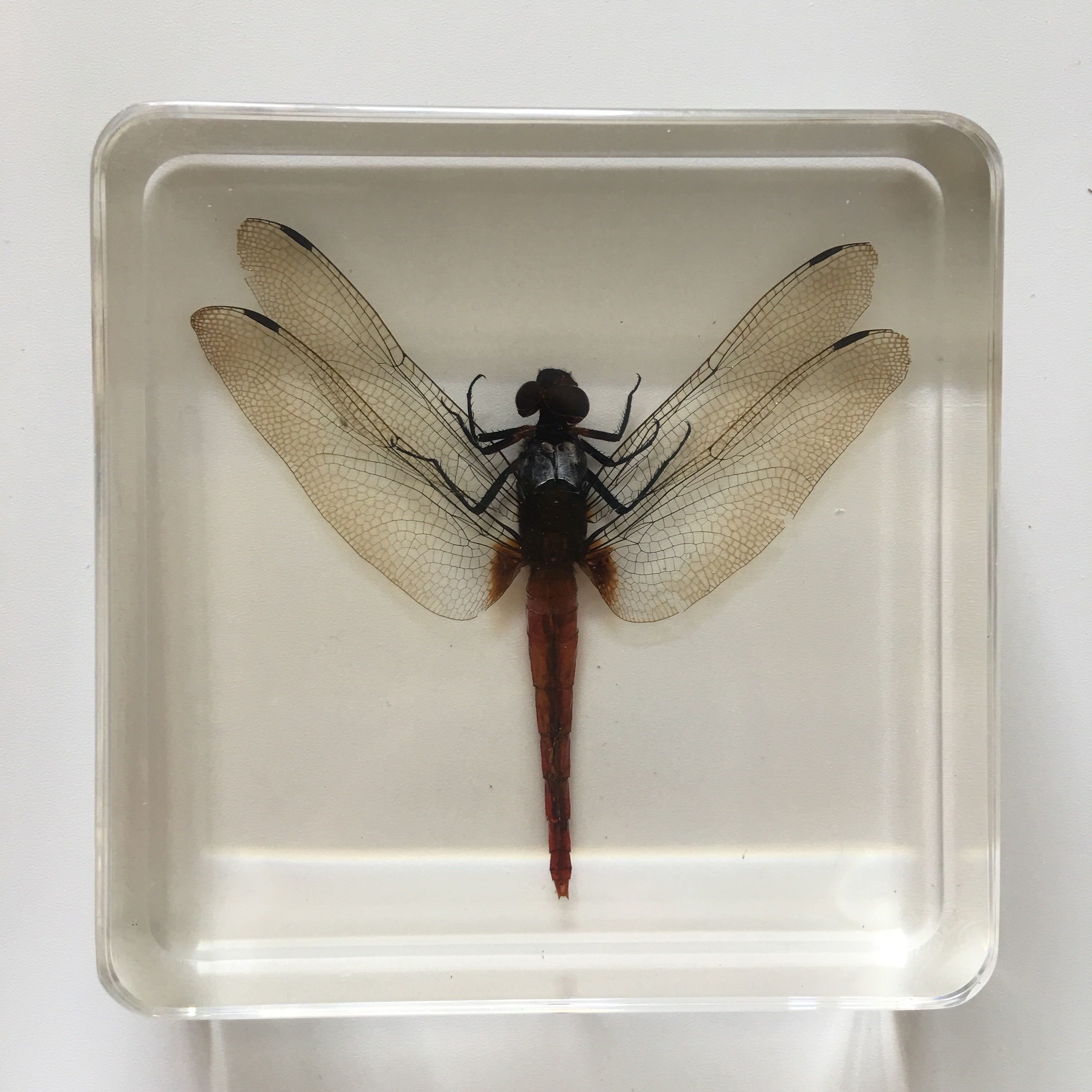 Animal Specimen Onderwijs Kinderen Speelgoed Dier Vlinder Hars Specimen Amber Goederen Van Voor Display Eerder Dan Voor Dragonfly: Dragonfly