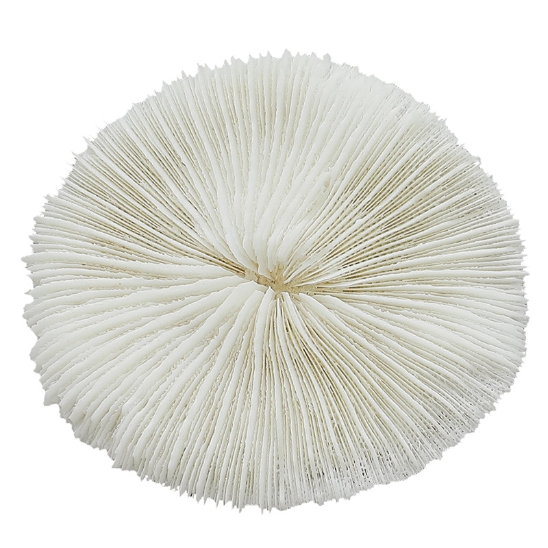 Shell decoration photography accessories photography Retro Props Birthday Party decorations props