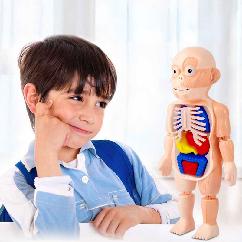 Menneskelig krop anatomi model barn 3d puslespil pædagogisk læring organ samlet legetøj krop organ undervisning værktøj til børn damp