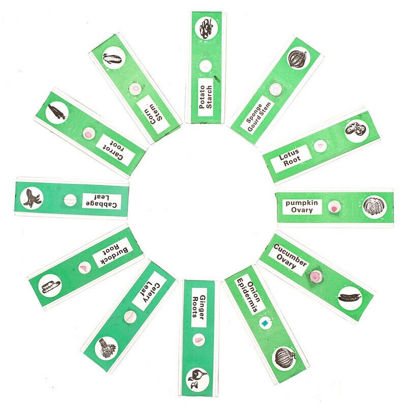 12/48Pcs/Set Prepared Microscope Slides Specimen Animals Insects Plants Flowers Sample: Green