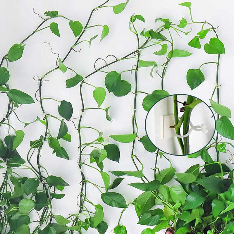 Clips de fixation murale pour plantes grimpantes, 10/30/50 pièces, fixateur de vigne en rotin, crochet auto-adhésif Invisible, Clip de liaison de jardin, Clip collant mural