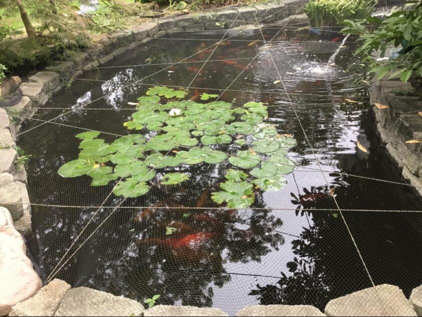Dammskydd nät, koi damm täcka nät pool blad nät skyddar koi fisk från blåhäger fåglar katter hund rovdjur