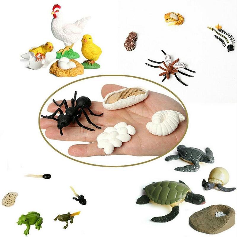 1 Set simulazione animali modello ciclo di vita giocattolo cognitivo rane/tartaruga/formica/zanzara/pollo modello ciclo di crescita giocattolo di educazione precoce