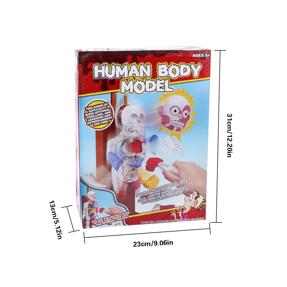 4D Assembled Model Human Body Model Educational To... – Vicedeal