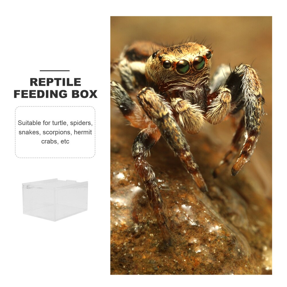 Climbing Pet Feeding Box Insect Spider Small Pet Aquarium Breeding Box