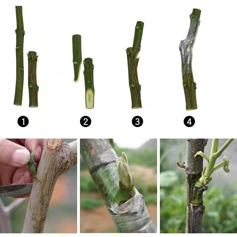 Grafting Tape Fruit Tree Nursery Stretchable Gardening Tape Garden Bind Tape Grafting Tool Accessories Repair PVC tie Tape