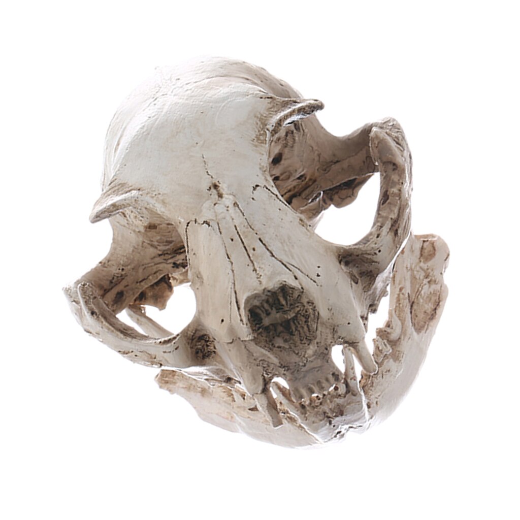 Realistische Kat Schedel, Hars Skelet Hoofd Schaal Model Decoraties, 6.5X6.5X9 Cm