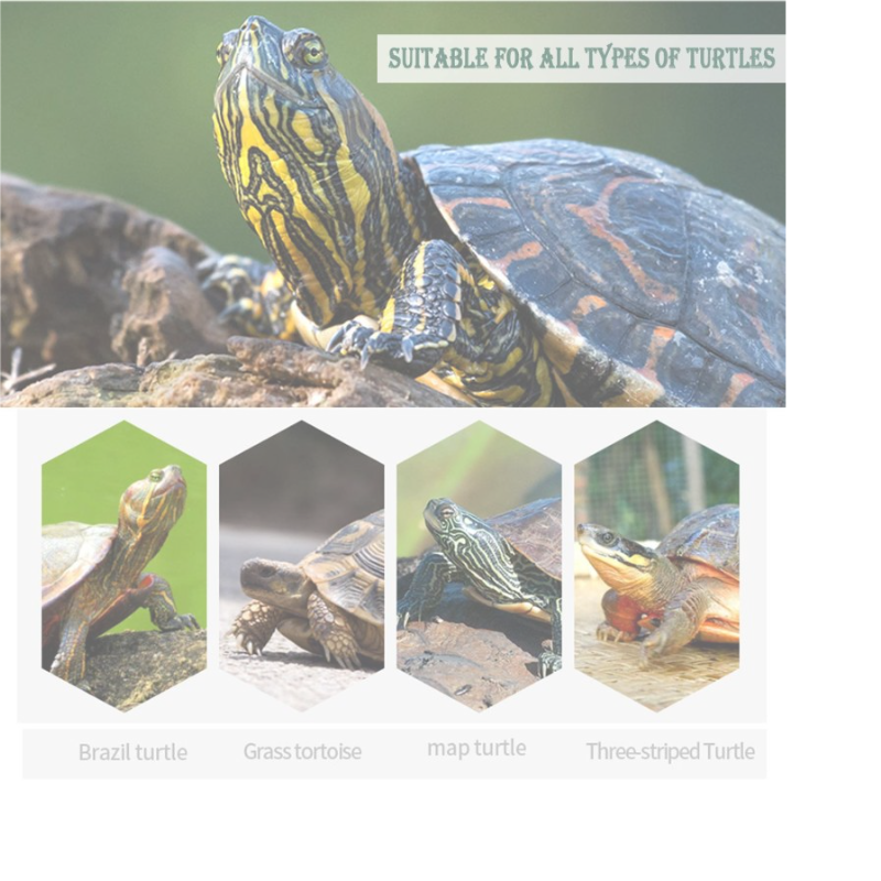 Mascotaland calcium block for large natural turtles calcium block for fish calcium for birds parrots and calcium Cotorras for rodents basic glazing supplement health conditioner Mineral block