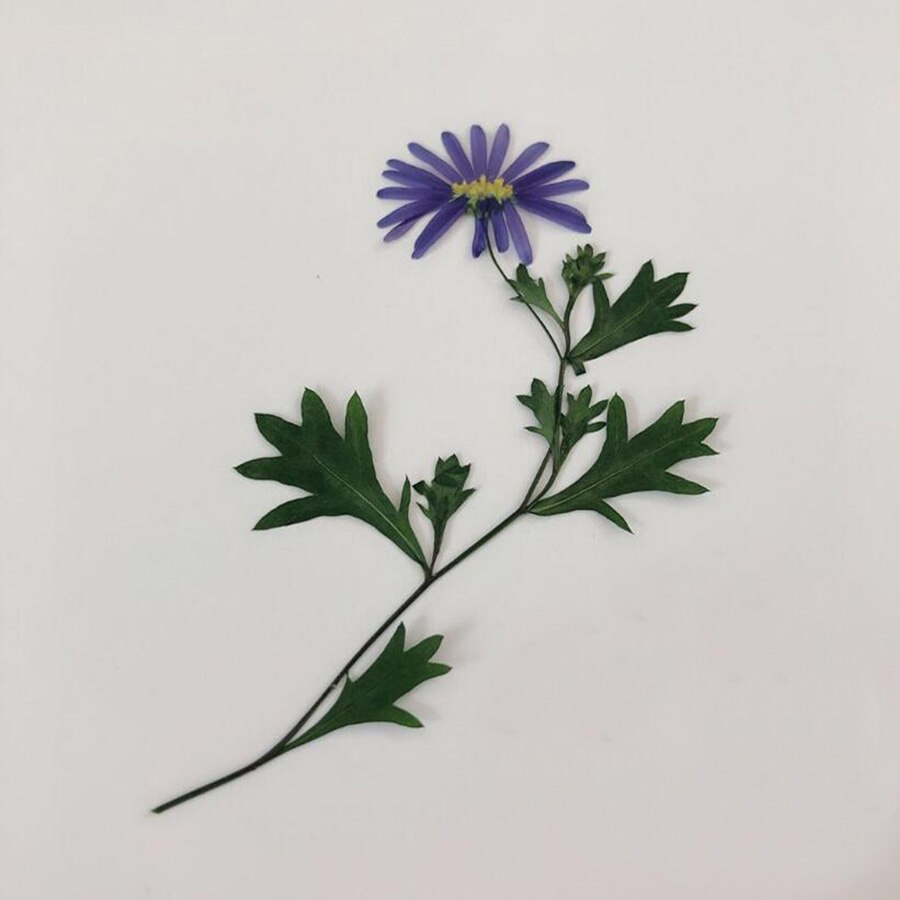 Aster à tige de Tataricus séchée pressée, plante herbium pour bijoux, carte d&#39;invitation, carte postale, étui de téléphone, -page, bougie, Art, 10 pièces