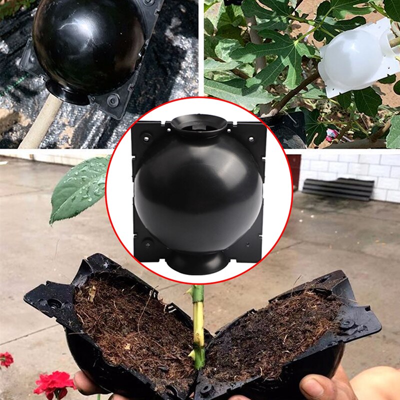 5pcs/10pcs Plant Rooting Ball Garden Plant Root Growing Box Grafting Rooting Growing Box Breeding Case