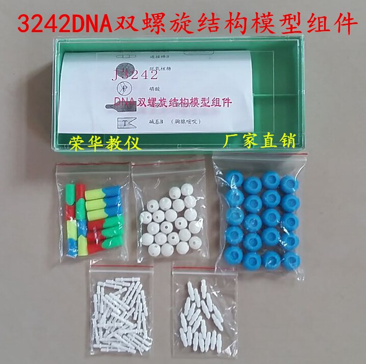 DNA Dubbele Helix Model Component Hoge School Biologie Experimentele Apparatuur DNA structuur model