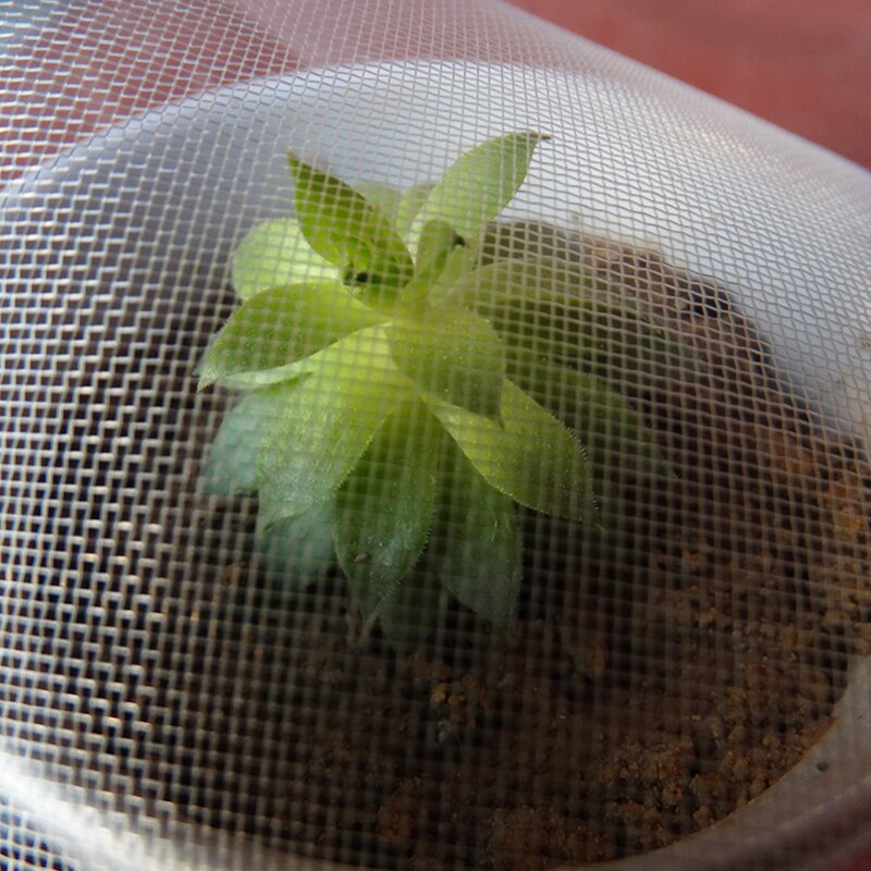 Window Mesh Net Anti Mosquito Insect Fly Bug Curtain Automatic Closing Door Screen Kitchen Curtain 4 Size