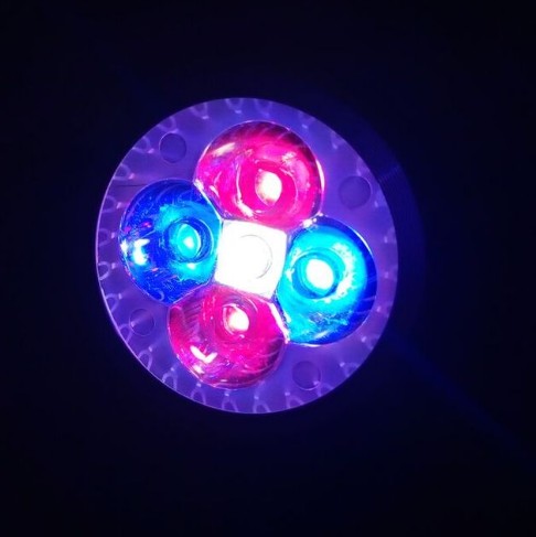 Luz LED para acuario para pecera, bombilla de coral de arrecife, luz de cultivo E27 para peces, plantas acuáticas, 10W: Rojo
