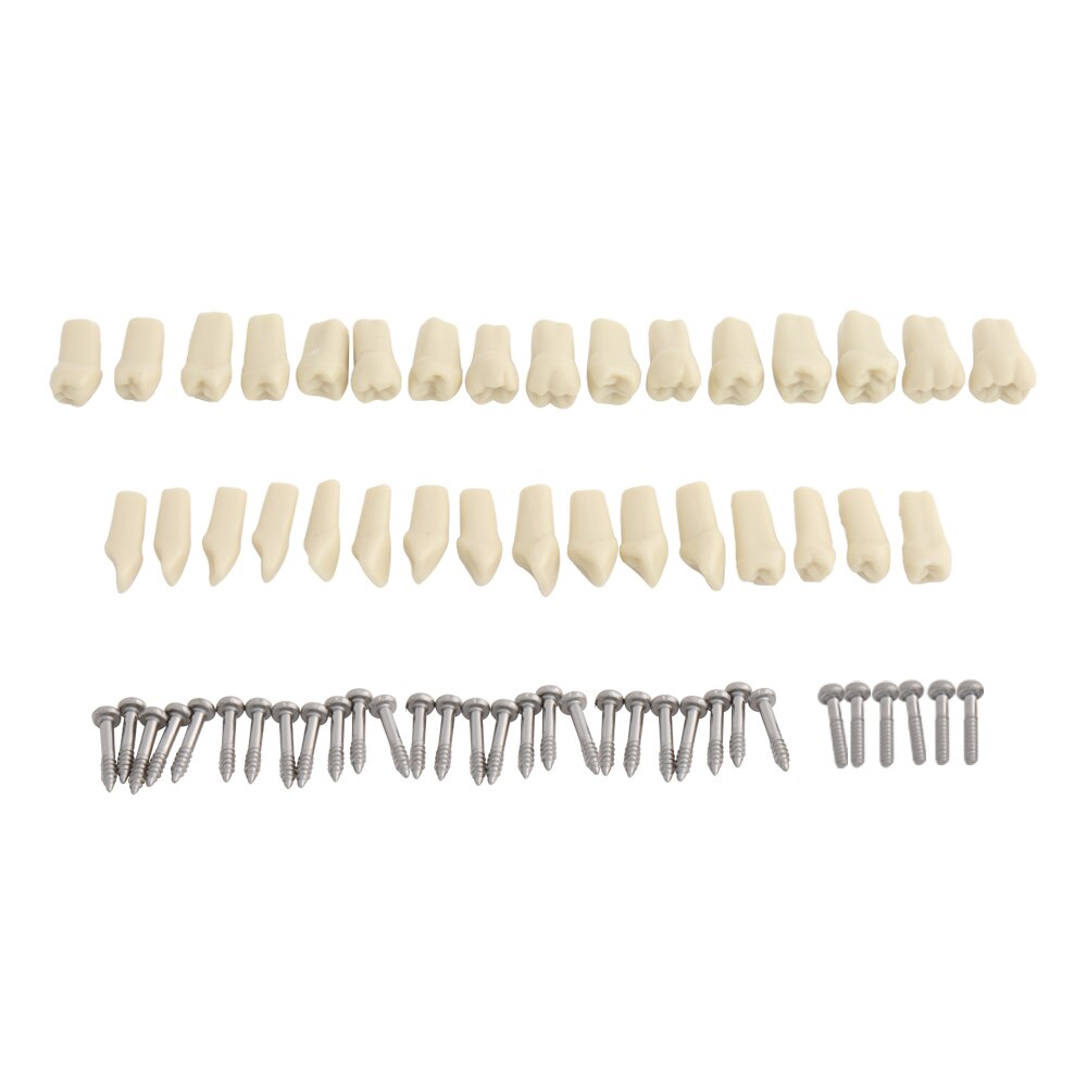 Dental Model Teeth Model Dental Teaching Model Standard Model With 32 Screw-in Teeth Demonstration Teeth Model 24 28pcs Teeth: 32pcs Fit Frasaco