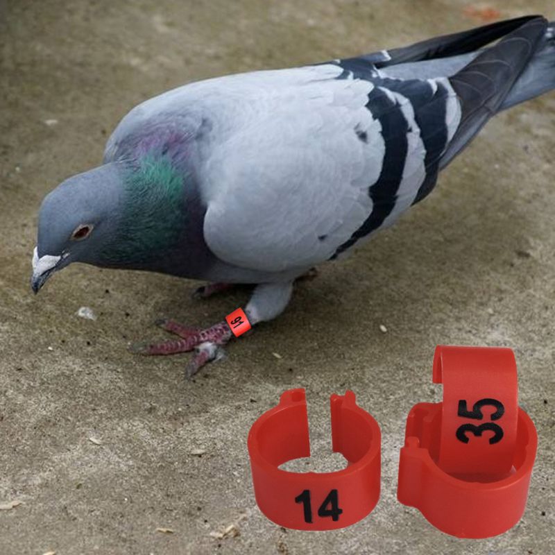 100 stk. nummergenkendelsesfuglfodringarter identificerer træning af duebånd 667b