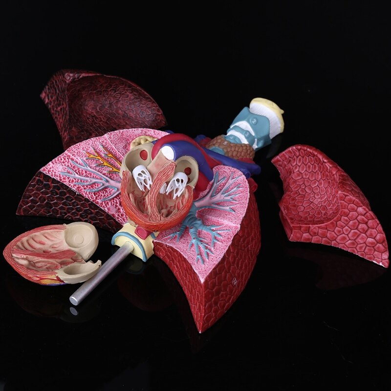 Modelo de pulmones humanos de tamaño real, sistema respiratorio anatómico para la escuela, herramienta de enseñanza para mostrar recursos de Ciencia