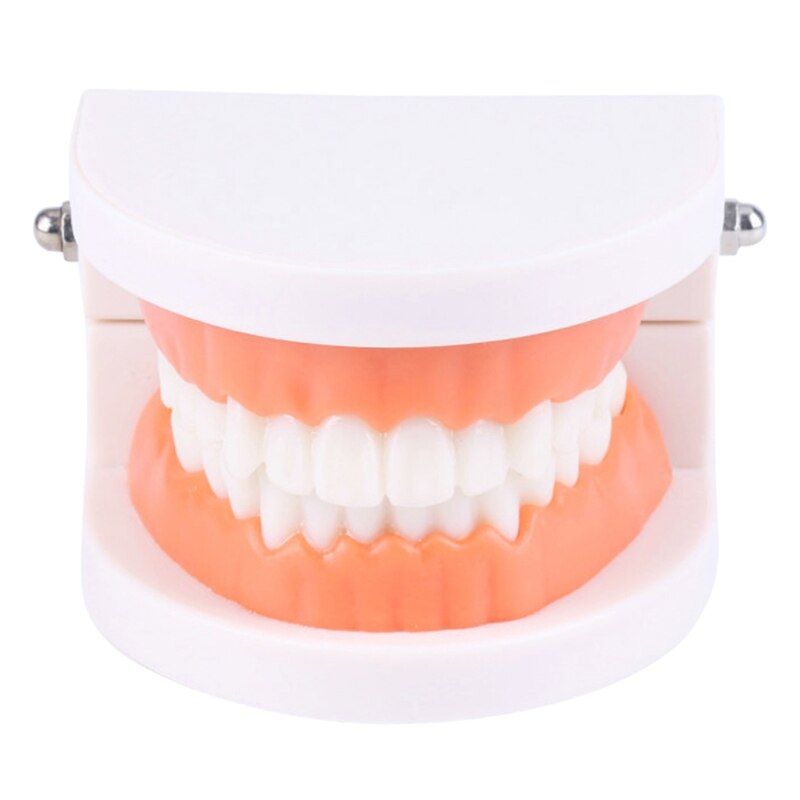 Standard Teeth Model Adult Standard Typodont Demonstration Denture Model Compatible w/ Kids Dental Teachig Clean Display