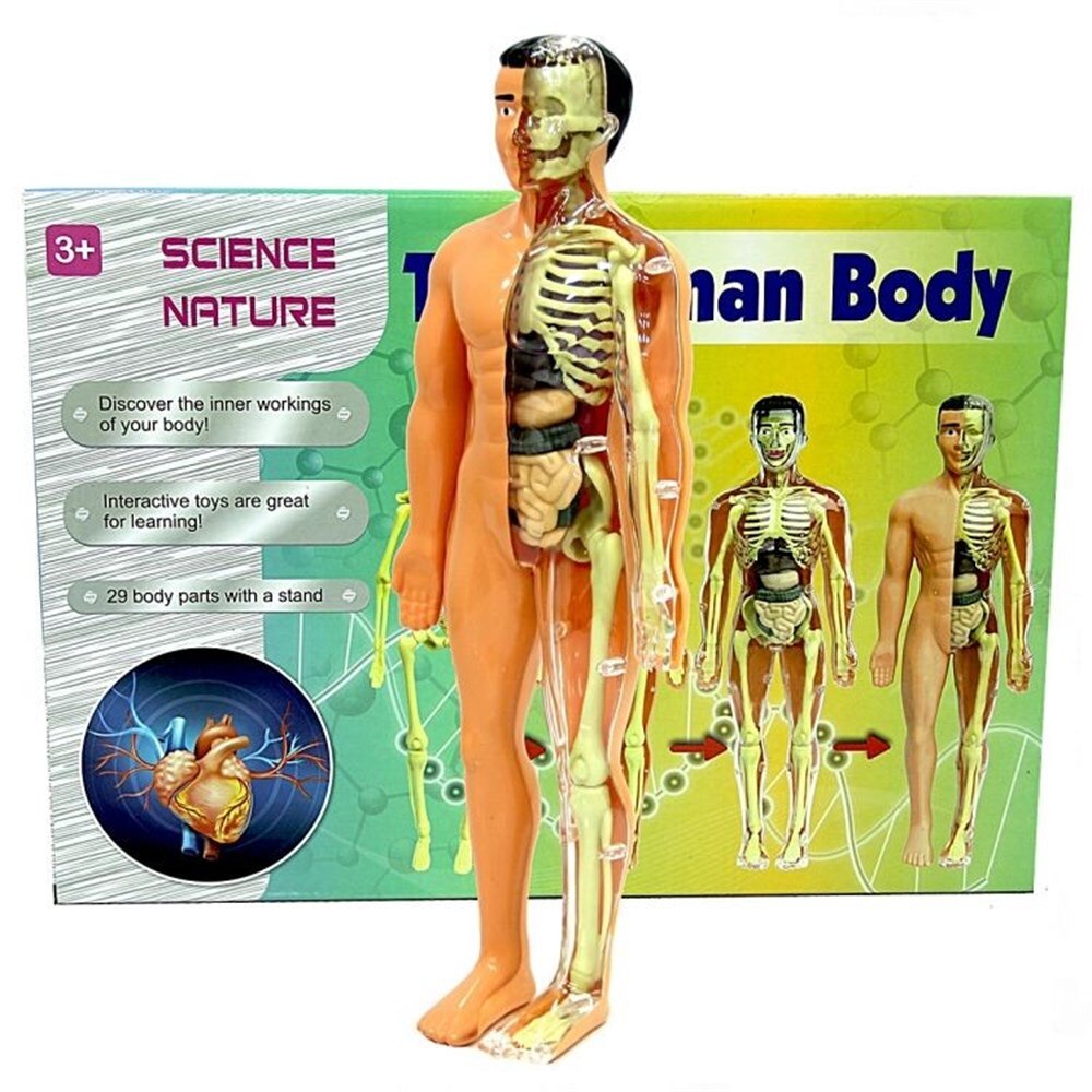 Human Body 3D Educational Kit, Biology, Skeleton Structure,