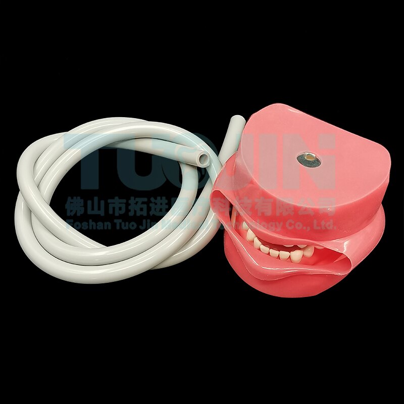 Dental Teeth Model Tooth Model With 28pcs Removable Typodent Teeth Practice For Students Dentistry Training Material Product: with tube