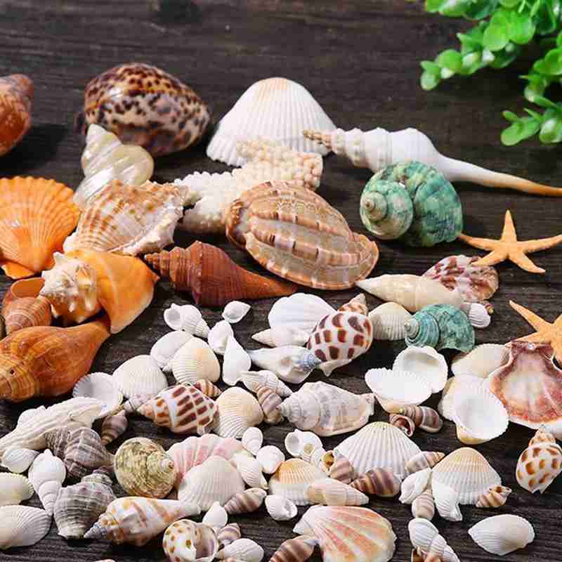 Bag Mix Aquarium Beach Nautical DIY Shells Mixed B... – Vicedeal