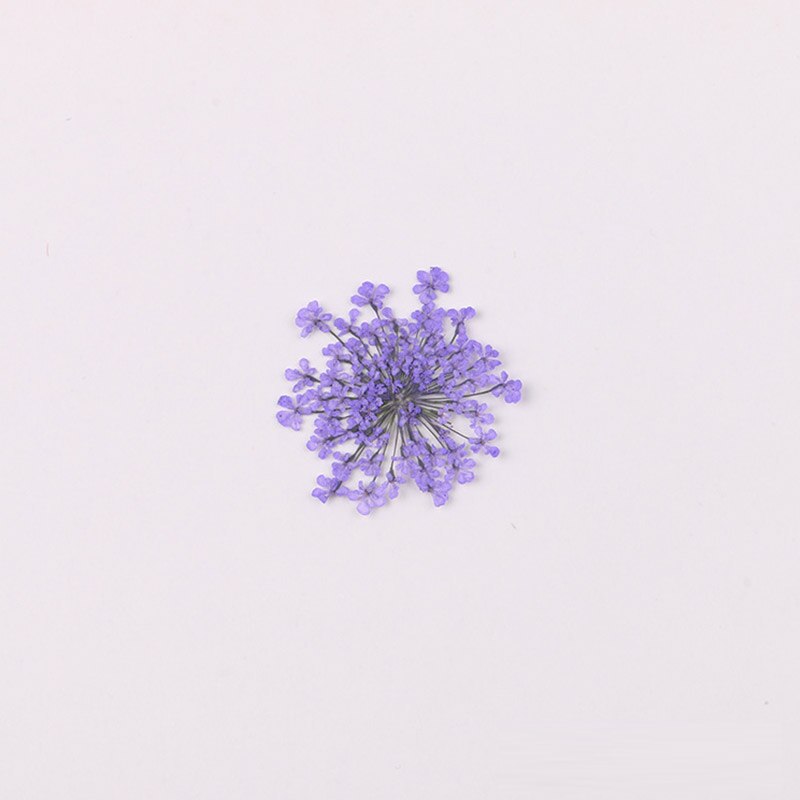 100 stk / pose vintergæk blomst naturlig tørret blomst presset blomst manicure tørret blomst dryp lim mobiltelefon cover gør det selv materiale: 6