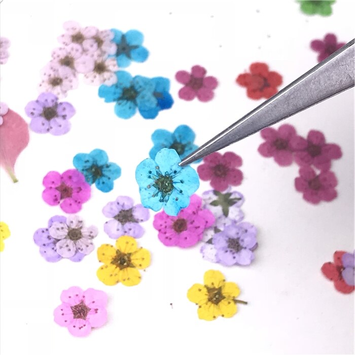 10 st  /1 box äkta nagelblommor gör-det-själv naturliga torkade blommor naglar konst dekoration torr flowe manikyr tillbehör blomdekaler