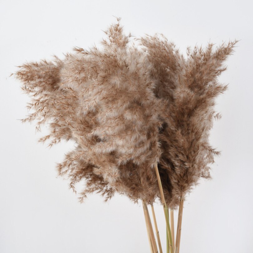 10Pcs Dry Dried Small Pampas Grass Flowers Pantas Artificiales Para Decoracion Real Plants Home Decor Wedding Decoration