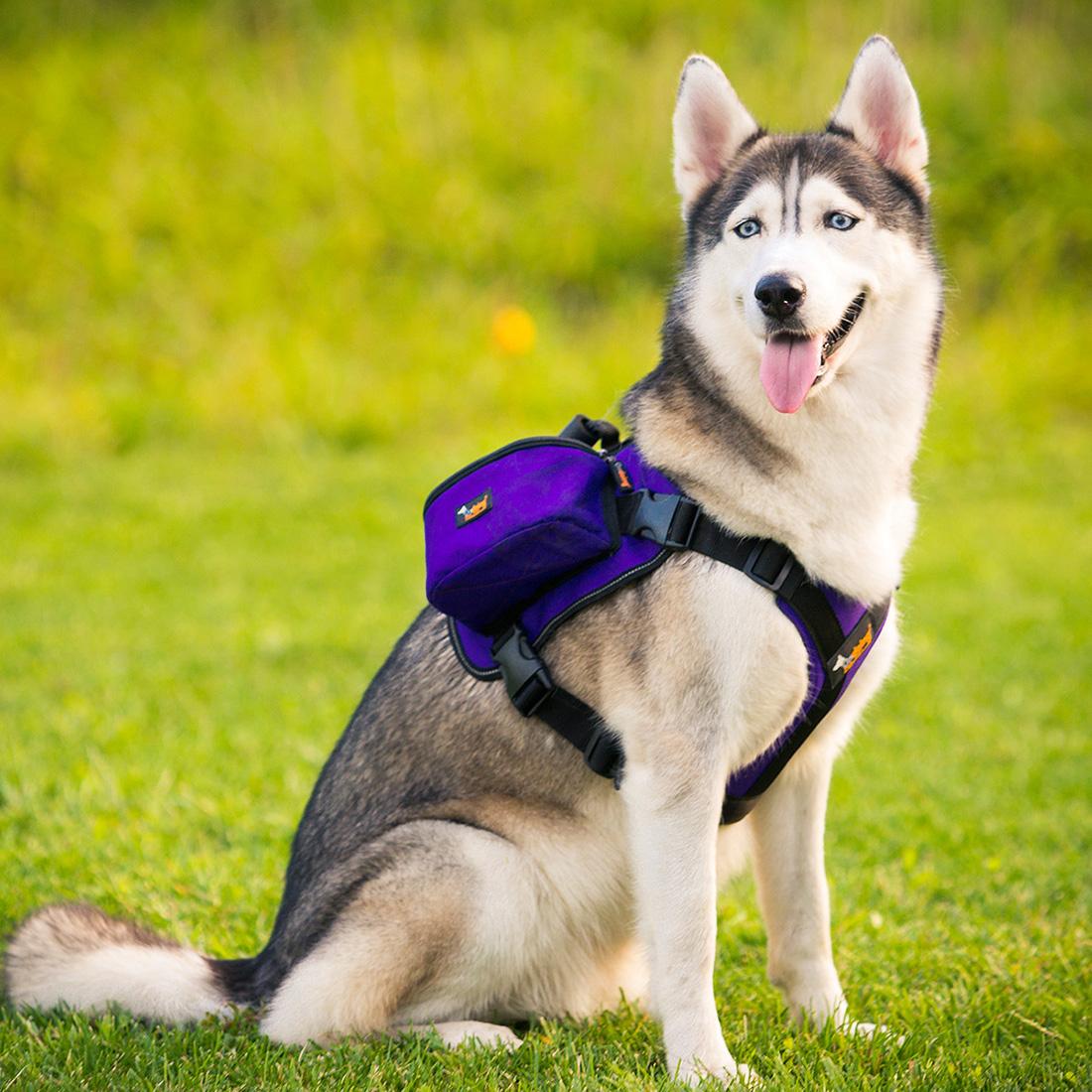 Haustier Hund Satteltaschen Pack hetzen Reise Camping Wandern Rucksack Sattel Tasche für Mittel groß Hunde: Violett / XL