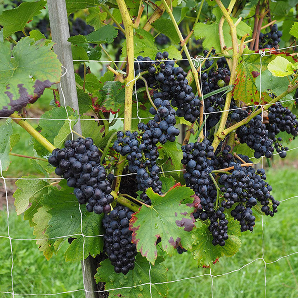 Plant Trellis Netting Frame Vegetable Flower Vine Climbing Net Planting Support Holder Tomato Bean Melon Trellis Netting