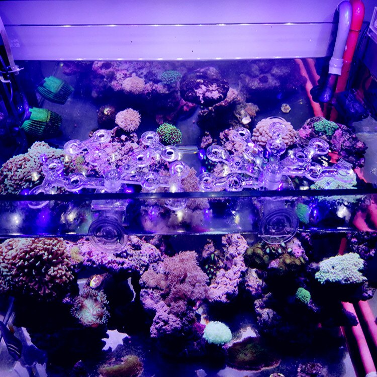Coral fish tank SPS broken limb coral base. Coral fixing bracket. Coral fixing frame. Aquatic fish tank fixing tray