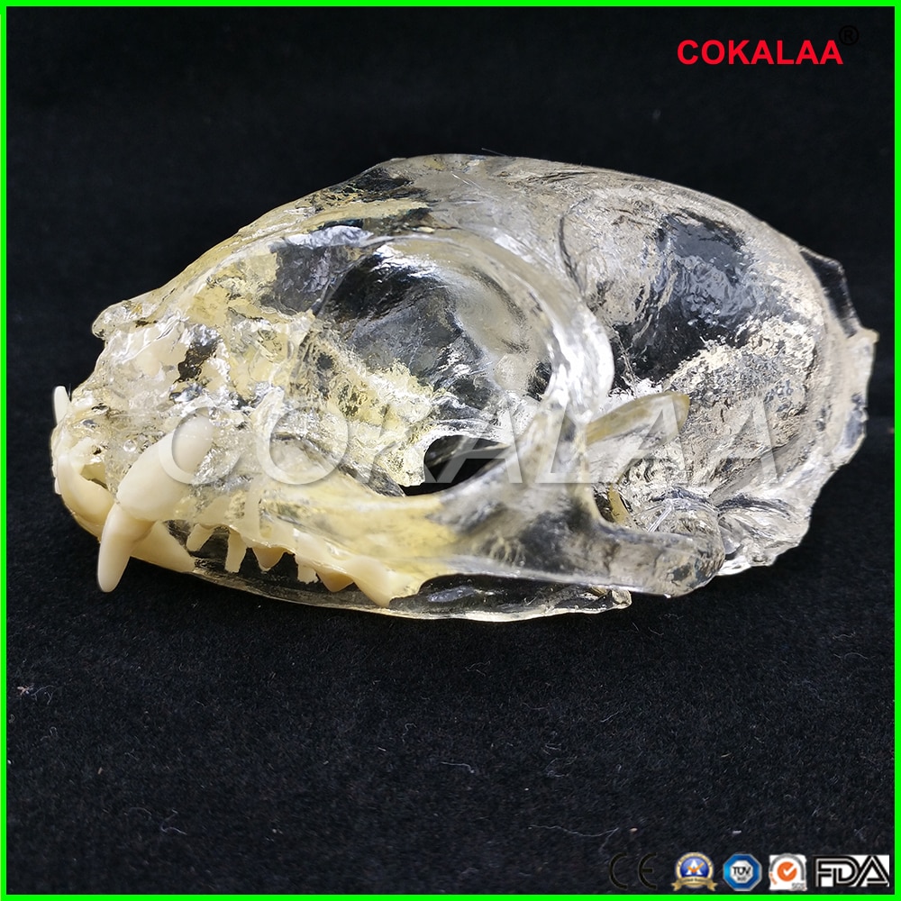 Teaching Dental Teeth Model Cat Model Catamount cat's teeth Cat Dentition Model