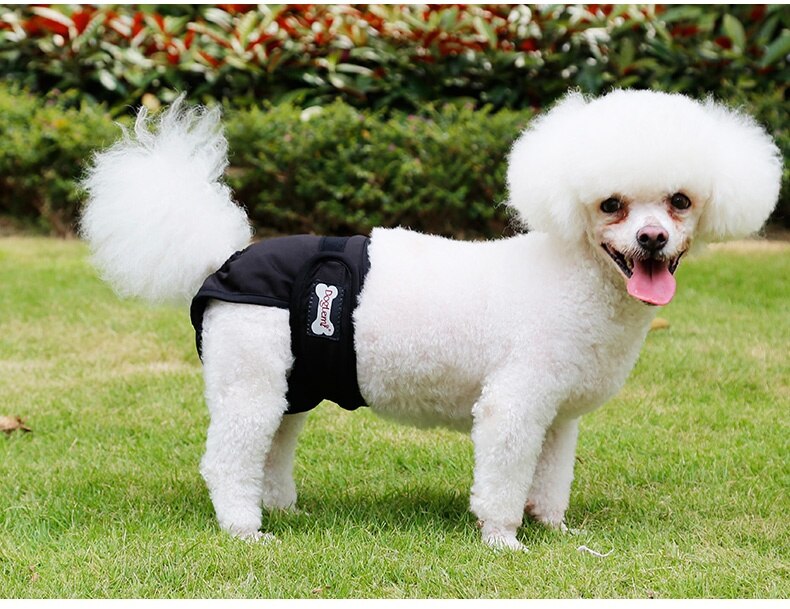 Couche-culotte lavable pour chien, XS-XL animaux domestiques, pantalon physiologique, culotte, Menstruation: Black / XS