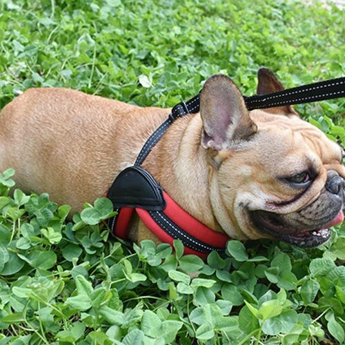 Dog Harness en Leash Set Honden Kraag Pet Vest voor Grote Middelgrote Kleine Honden kraag perro szelki dla psa coleira para cachorro: Red / L