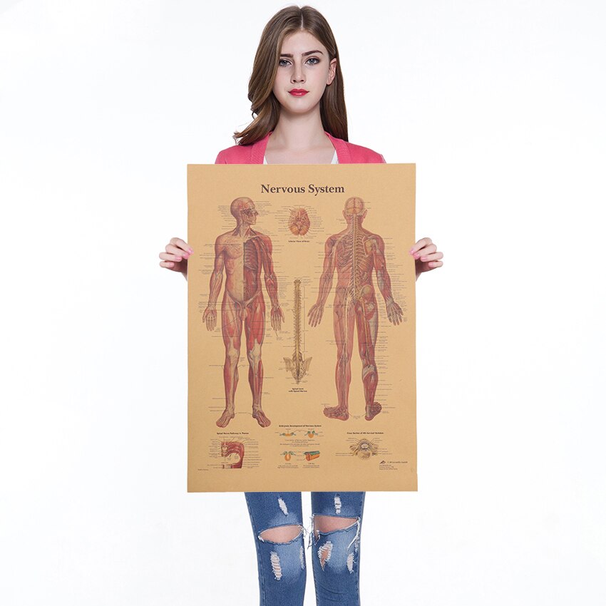 Kroppsstruktur nervesystem plakat kafé barer kjøkken dekor plakater årgang kraftpapir plakat retro veggklistremerker 42 x 30cm