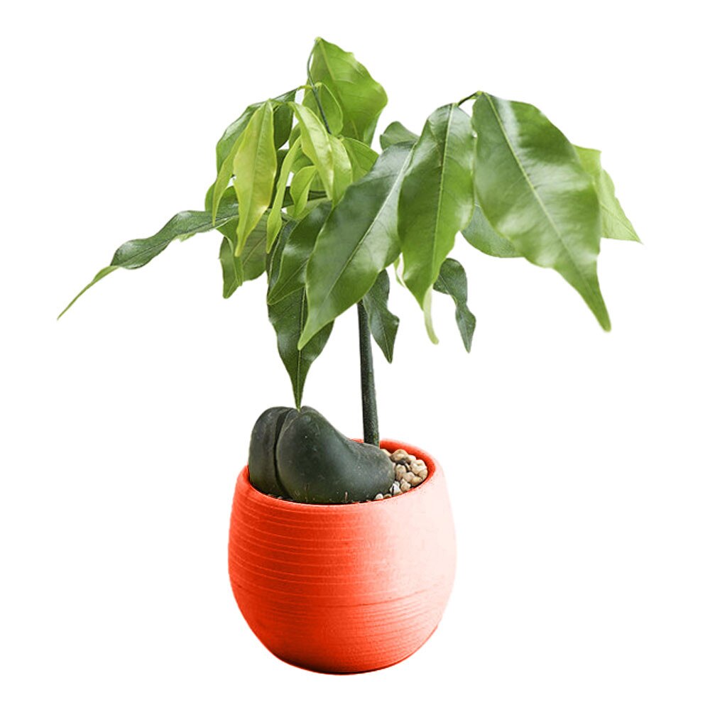 Eco-friendly Colourful Mini Round Plastic Plant Flower Pot Garden Home Office Flower-Pots Planter Floor-Decoration Plan: C