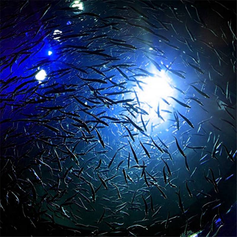 Mini undervands elektronisk fiskeri lys fisk attraktion lampe lokke førte blinkende fiskeri lys blæksprutte agn lokker